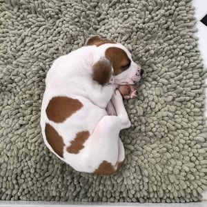 Meet your Posher, Lena